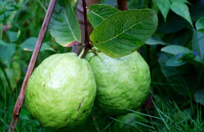 guava benefits for health