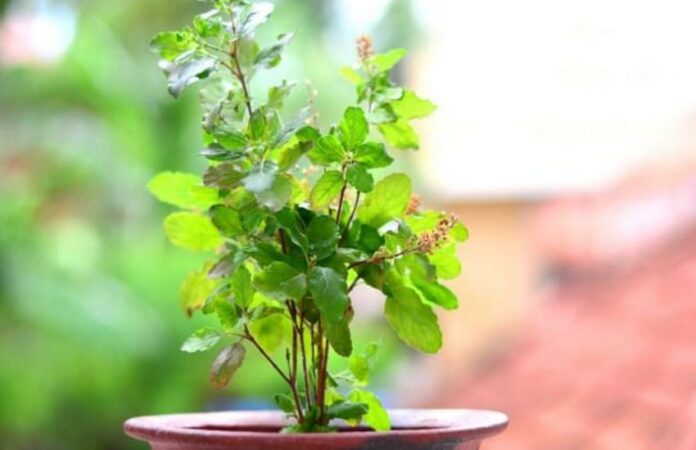 tulsi-plant-where should be planted