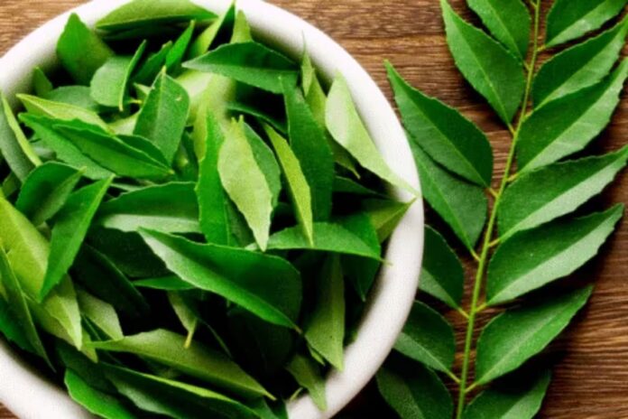 curry leaves helps in disease