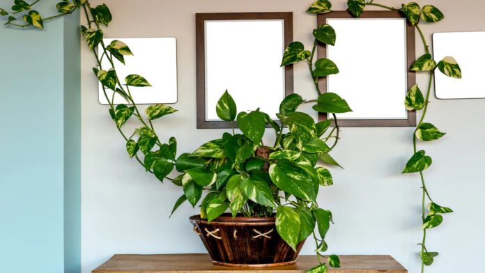 money-plant vastu tips for home