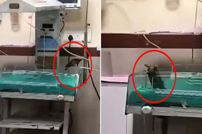 Indore hospital Two newborns died due to rat bites