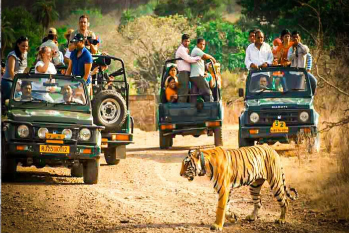 Ranthambore Safari
