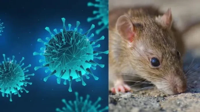 Hantavirus