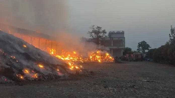 तेंदूपत्ता