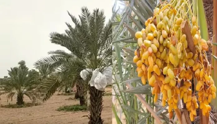 राजस्थान