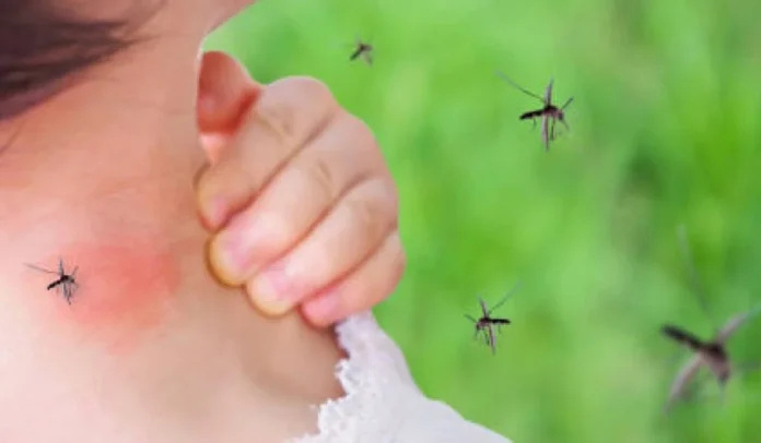 mosquitoes