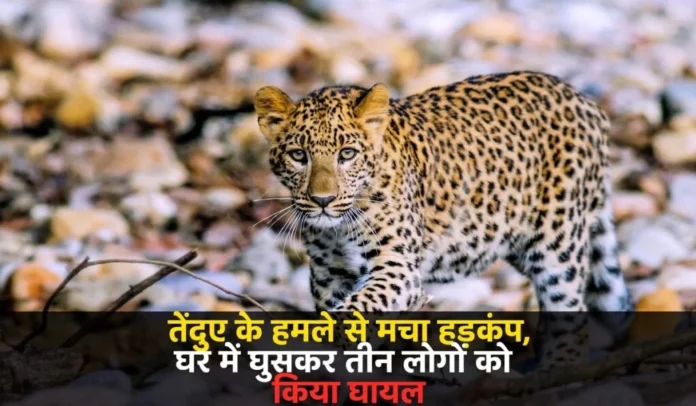 तेंदुए
